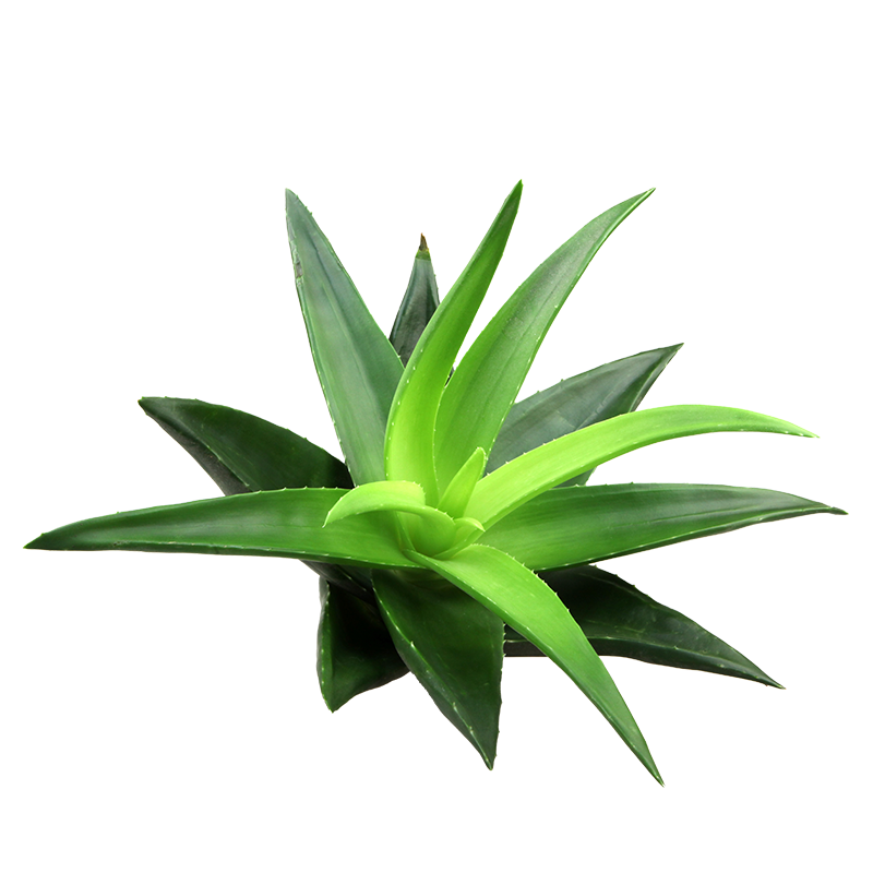 ALOE