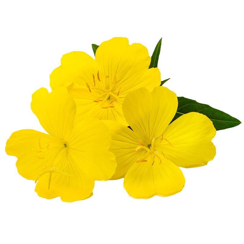 EVENING PRIMROSE