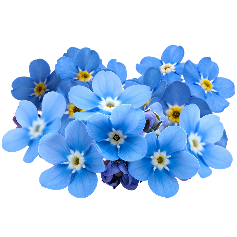 FIORI BLU