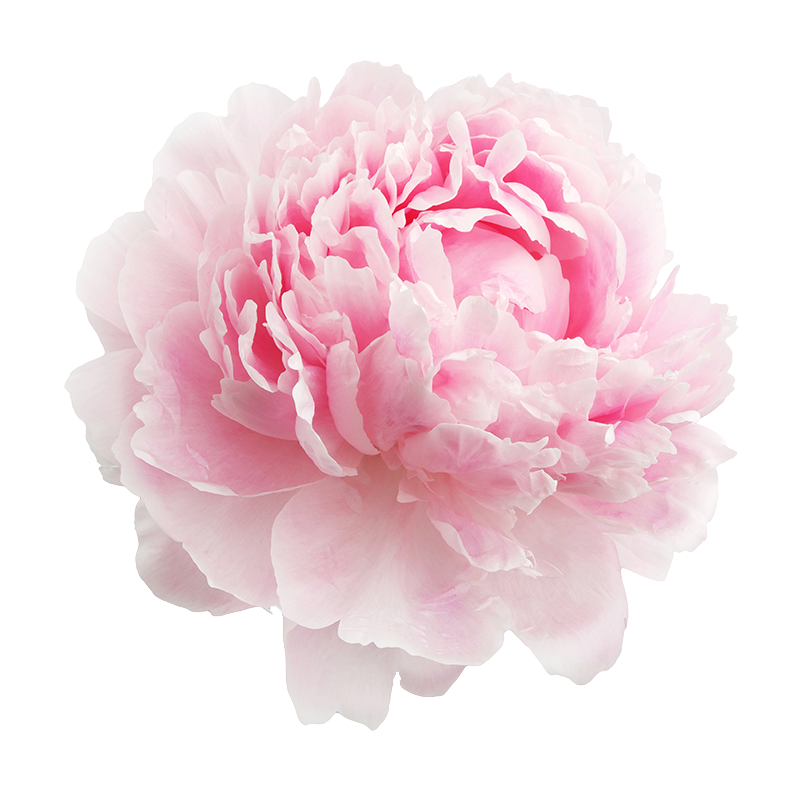 PEONIA